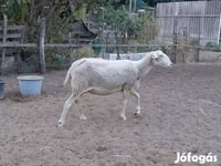 Schaf, Lacaune sheep — Foto 3