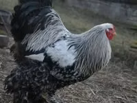Brahma — foto 5