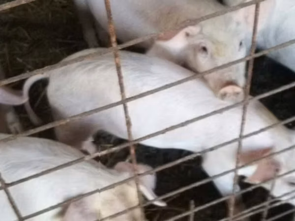 母猪, Pigs