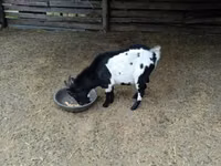 تيس, Nigerian dwarf goats — الصورة 4