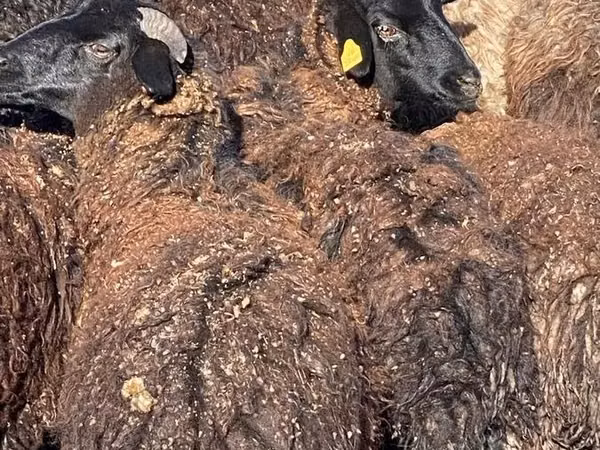 Schafe (Partie, Geschlecht nicht angegeben), Karachay sheep