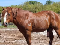Caballo, Caballos — foto 6