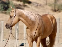 公马, Quarter Horse — 照片 7