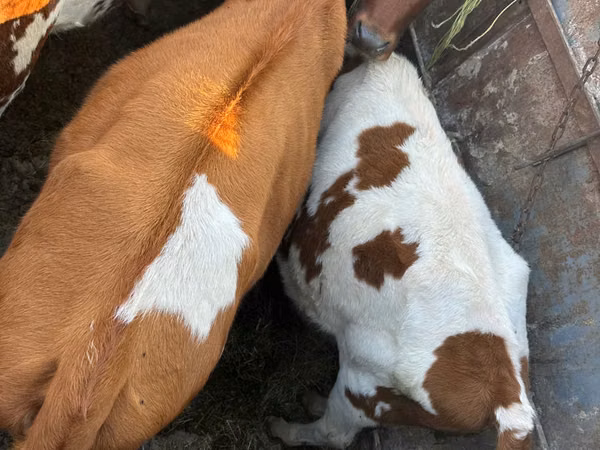 Taureau, Bovins