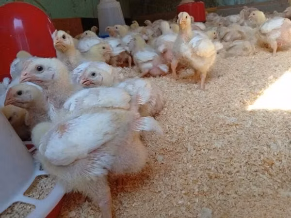 Chickens