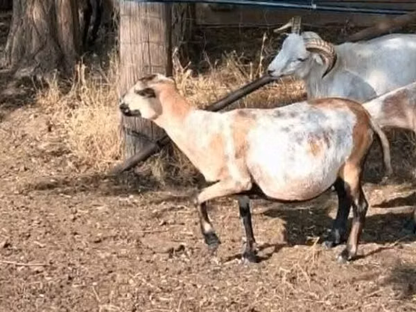 Oveja, Cameroon sheep