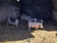 Porcs (lot, sexe non indiqué) — photo 1