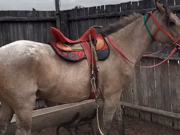 Конь, Казахская лошадь