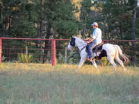 公马, American paint horse — 照片 8