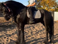 Cheval, Friesian — photo 1