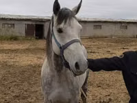 Cheval, Friesian sport horse — photo 4