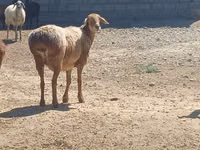 公羊, Ordabasy sheep — 照片 2