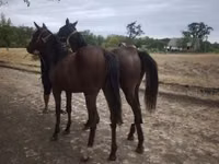 母马, Horses — 照片 3