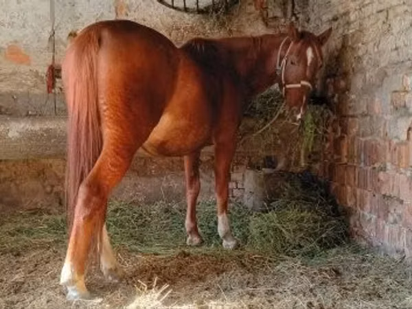 Cheval, Chevaux