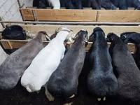 كبش, Rhon sheep — الصورة 2