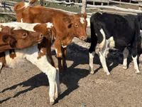 母牛, Cattle — 照片 1