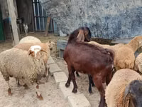 Boucs, Damask goat — photo 3