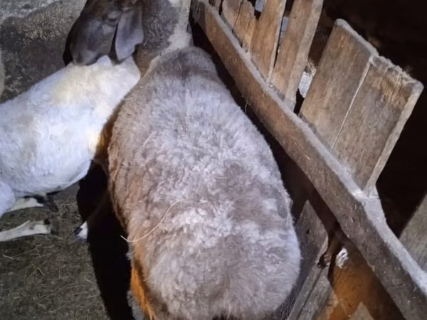 母羊, Adal sheep