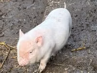 Schweine (Partie, Geschlecht nicht angegeben) — Foto 7