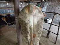 Bull, Red Polled Cow — photo 5