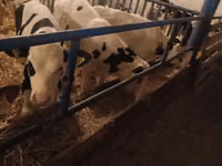 Bulle, Russian Black pied cattle — Foto 5