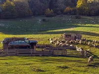 Brebis, Moutons — photo 4