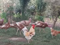 बोर्बन रेड — फ़ोटो 3