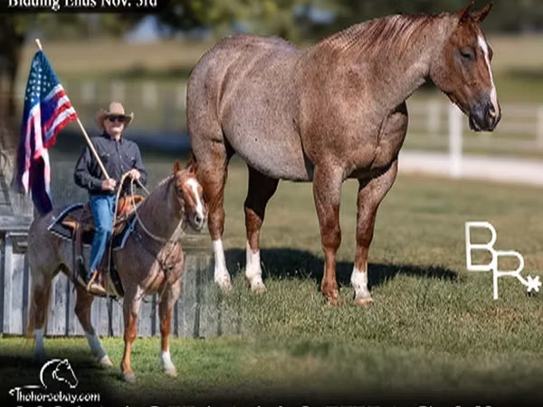Cheval, Quarter Horse