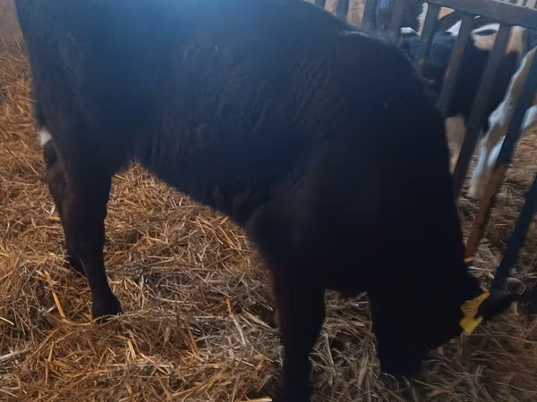 Kuh, Limousin-Kuh