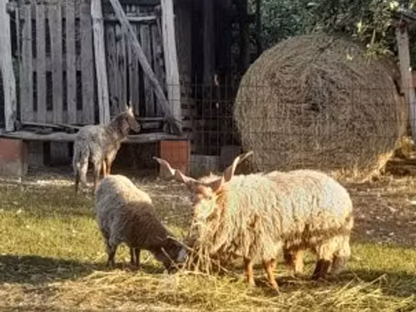 Brebis, Racka sheep
