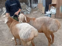Bélier, Arashan sheep — photo 2