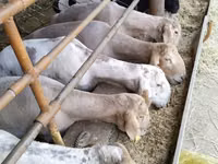 Bélier, Moutons — photo 7