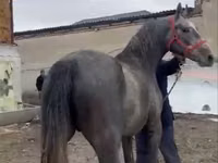 Cheval, Orlov Trotter — photo 1