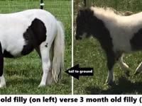 Hengst, Miniature horse — Foto 6