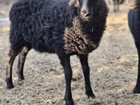 Oveja, Racka sheep — foto 2