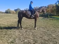 Mare, Horses — photo 2