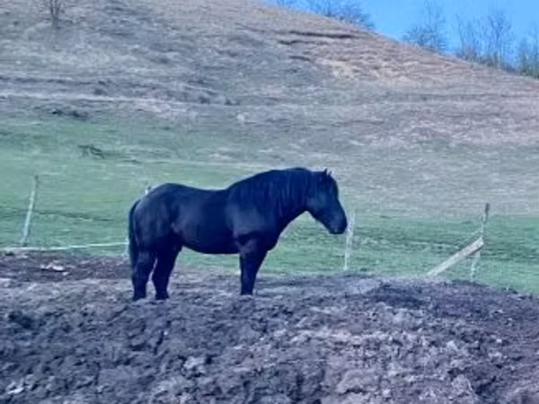 حصان, Kabardian horse