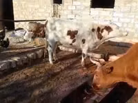 गाय, Latvian Blue cattle — फ़ोटो 2
