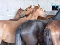 Cheval, Chevaux — photo 1