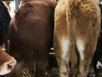 Bovinos (lote, sexo no especificado), Simmental cattle — foto 4