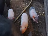 Schweine (Partie, Geschlecht nicht angegeben) — Foto 2