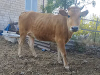母牛, Caucasian Brown Cow — 照片 6
