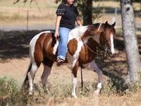 公马, American paint horse — 照片 6