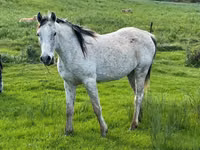 Horse (M), Arabian horse — photo 1