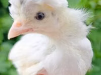 Chickens — photo 2