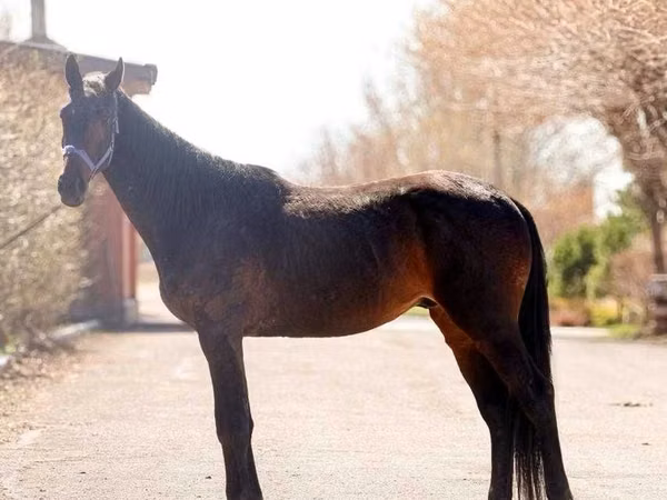 Hengst, Thoroughbred horse