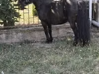حصان, Australian Pony — الصورة 4