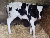 Vache, Vache hollandaise (Éteinte) — photo 1