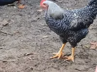 Chickens — photo 5