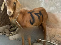 Chèvres (lot, sexe non indiqué), Red Sokoto goat — photo 1